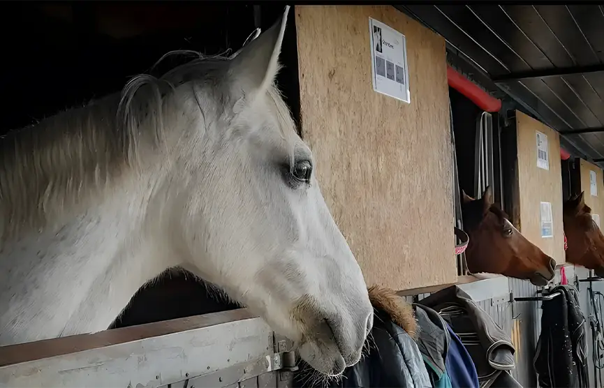 Pupila tú caballo con PHR Equestrian