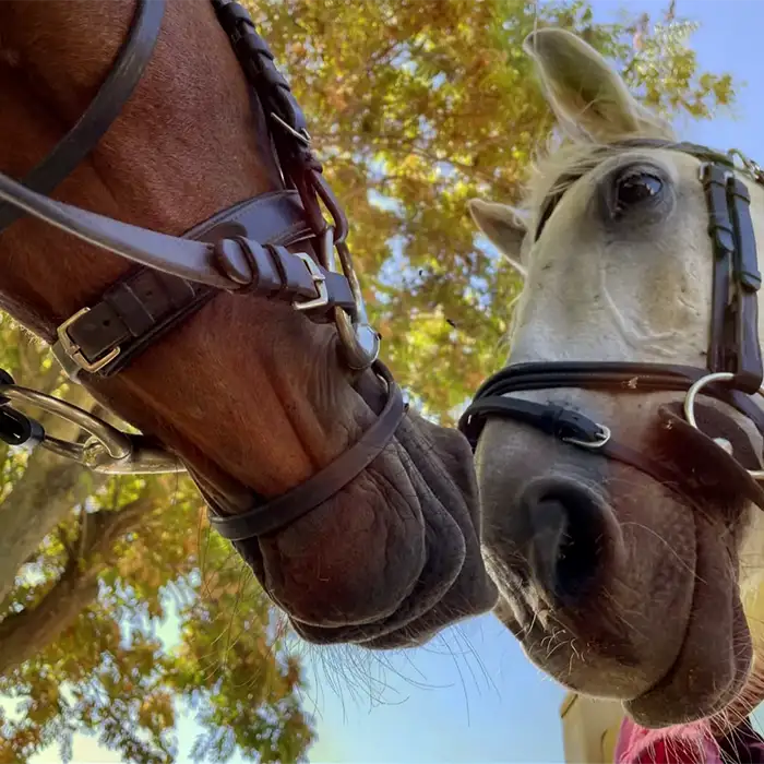 Escuela-de-Hipica-Pablo-Hernandez-20262