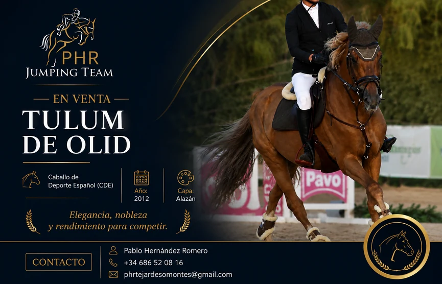 PHR Horses – Caballo de Salto CDE en venta